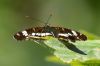 White Admiral at Belfairs Great Wood (Richard Howard) (58291 bytes)