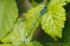 Azure Damselfly at Benfleet Downs (Richard Howard) (97512 bytes)