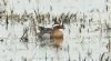 Garganey at Vange Marsh (RSPB) (Steve Arlow) (127683 bytes) Garganey at Vange Marsh (RSPB) (Steve Arlow) (127683 bytes)