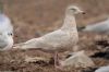 Larus sp. at Private site with no public access (Steve Arlow) (45582 bytes)