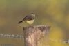 Yellow Wagtail at Wallasea Island (RSPB) (Jeff Delve) (34706 bytes) Yellow Wagtail at Wallasea Island (RSPB) (Jeff Delve) (34706 bytes)
