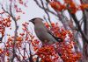 Waxwing at Shoebury (Vince Kinsler) (100707 bytes)