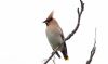 Waxwing at Rayleigh (Steve Arlow) (22538 bytes) Waxwing at Rayleigh (Steve Arlow) (22538 bytes)