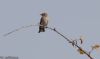 Spotted Flycatcher at Gunners Park (Jeff Delve) (18326 bytes)