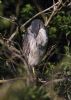 Night Heron at Two Tree Island (Jeff Delve) (67294 bytes)