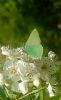 Green Hairstreak at Canvey Wick (Paul Baker) (57649 bytes)