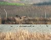 Marsh Harrier at Bowers Marsh (RSPB) (Paul Baker) (119009 bytes)