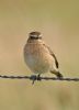 Whinchat at Bowers Marsh (RSPB) (Graham Oakes) (33028 bytes)