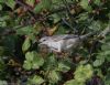 Barred Warbler at Gunners Park (Jeff Delve) (94398 bytes) Barred Warbler at Gunners Park (Jeff Delve) (94398 bytes)
