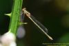 Emerald Damselfly at Benfleet Downs (Richard Howard) (38908 bytes)