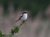 Woodchat Shrike at Stambridge Mills (Jeff Delve) (29749 bytes)