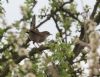 Cetti's Warbler at Bowers Marsh (RSPB) (Jeff Delve) (71646 bytes) Cetti's Warbler at Bowers Marsh (RSPB) (Jeff Delve) (71646 bytes)