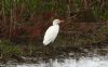 Cattle Egret at Wallasea Island (RSPB) (Steve Arlow) (92661 bytes)