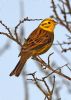 Yellowhammer at Bowers Marsh (RSPB) (Graham Oakes) (73757 bytes)