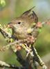 Grasshopper Warbler at Bowers Marsh (RSPB) (Graham Oakes) (59003 bytes) Grasshopper Warbler at Bowers Marsh (RSPB) (Graham Oakes) (59003 bytes)