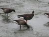 White-fronted Goose at Gunners Park (Bob Young) (76461 bytes)