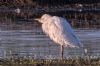 Cattle Egret at Vange Marsh (RSPB) (Tim Bourne) (68457 bytes)