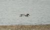 Garganey at Vange Marsh (RSPB) (Steve Arlow) (46753 bytes) Garganey at Vange Marsh (RSPB) (Steve Arlow) (46753 bytes)