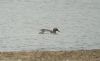 Garganey at Vange Marsh (RSPB) (Steve Arlow) (46753 bytes)