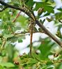 Southern Migrant Hawker at South Fambridge (Paul Baker) (123987 bytes)