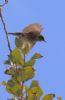 Spotted Flycatcher at Canvey Wick (Tim Bourne) (39439 bytes)