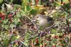 Barred Warbler at Gunners Park (Mike Bailey) (104765 bytes) Barred Warbler at Gunners Park (Mike Bailey) (104765 bytes)