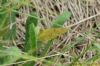 Clouded Yellow at Paglesham Churchend (Richard Howard) (113917 bytes)