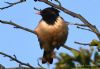 Rose-coloured Starling at Rayleigh (Richard Howard) (62252 bytes)