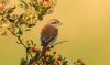 Red-backed Shrike at Private site with no public access (Steve Arlow) (42488 bytes) Red-backed Shrike at Private site with no public access (Steve Arlow) (42488 bytes)