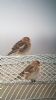 Twite at Wallasea Island (RSPB) (Neil Chambers) (44809 bytes)