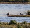 Garganey at Lower Raypits (Jeff Delve) (140553 bytes) Garganey at Lower Raypits (Jeff Delve) (140553 bytes)