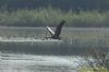 Crane at Wat Tyler Country Park (Richard Howard) (132737 bytes)