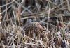 Kestrel at Bowers Marsh (RSPB) (Tim Bourne) (109430 bytes)