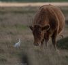 Cattle Egret at Wallasea Island (RSPB) (Jeff Delve) (64403 bytes) Cattle Egret at Wallasea Island (RSPB) (Jeff Delve) (64403 bytes)