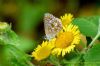 Brown Argus at Gunners Park (Richard Howard) (111175 bytes)