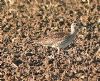 Whimbrel at Bowers Marsh (RSPB) (Graham Oakes) (69060 bytes)