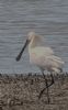 Spoonbill at Bowers Marsh (RSPB) (Tim Bourne) (48405 bytes) Spoonbill at Bowers Marsh (RSPB) (Tim Bourne) (48405 bytes)