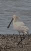 Spoonbill at Bowers Marsh (RSPB) (Tim Bourne) (48405 bytes)