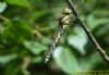 Southern Hawker at Belfairs N.R. (Richard Howard) (52503 bytes)