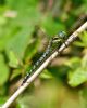 Hairy Dragonfly at Bowers Marsh (RSPB) (Graham Oakes) (63193 bytes) Hairy Dragonfly at Bowers Marsh (RSPB) (Graham Oakes) (63193 bytes)