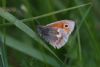 Small Heath at West Canvey Marsh (RSPB) (Mike Bailey) (41957 bytes) Small Heath at West Canvey Marsh (RSPB) (Mike Bailey) (41957 bytes)