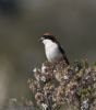 Woodchat Shrike at Stambridge Mills (Jeff Delve) (60348 bytes)