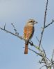 Red-backed Shrike at West Canvey Marsh (RSPB) (Graham Oakes) (63762 bytes)