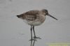 Black-tailed Godwit at Tewkes Creek (Richard Howard) (32894 bytes)