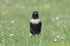 Ring Ouzel at Wakering Stairs (Richard Howard) (70587 bytes)