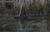 Northern Water Vole at Wallasea Island (RSPB) (Jeff Delve) (69860 bytes)