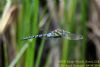 Migrant Hawker at Vange Marsh (RSPB) (Richard Howard) (46892 bytes)