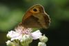 Meadow Brown at Bowers Marsh (RSPB) (Richard Howard) (41912 bytes)