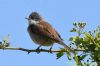 Whitethroat at Benfleet Creek (Richard Howard) (56366 bytes)