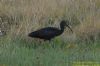 Glossy Ibis at Wat Tyler Country Park (Richard Howard) (143192 bytes)